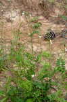 Spiked hoarypea